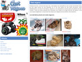 Détails : chat mignon