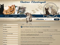 Elevage de chat Bengals