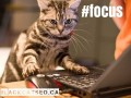Détails : SEO Montreal - Référencement - Agence BlackCat SEO Montreal