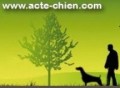 Détails : École pour chiot dans le 94 avec Acte-Chien