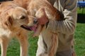 Détails : Ostéopathe canin 86 vienne