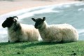 Détails : Vivre en Irlande - Guide de voyage et d'expatriés