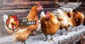 Détails : Le Roi de la Poule